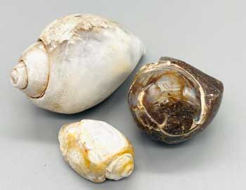 Snail Shell specimen - Click Image to Close